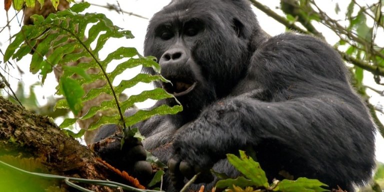 1 Day Gorilla Trekking  in Bwindi