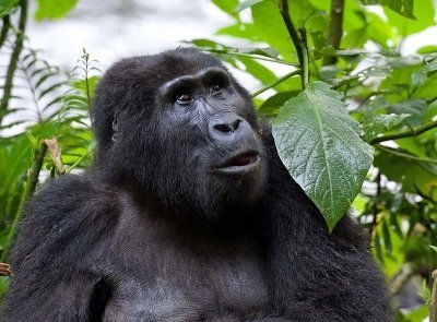 1 Day Gorilla Trekking  in Bwindi