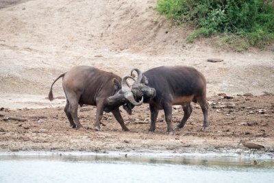3 days queen Elizabeth national park