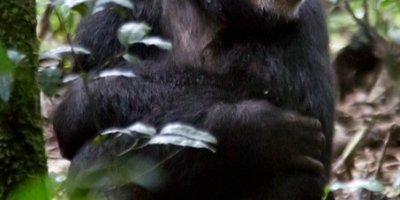3 days chimpazee trekking in nyungwe