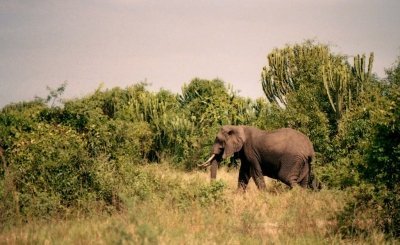 4 Days Uganda Wildlife in Queen Elizabeth National Park