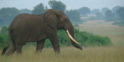4 Days Uganda Wildlife in Queen Elizabeth National Park