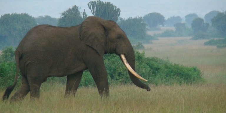 4 Days Uganda Wildlife in Queen Elizabeth National Park