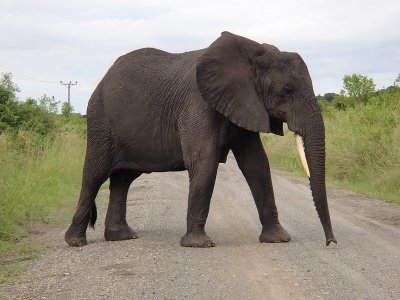 4 Days Uganda Gorilla & Chimpanzee Trekking Safari