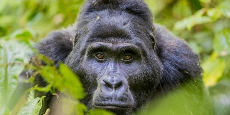 4 Days Uganda Gorilla & Chimpanzee Trekking Safari