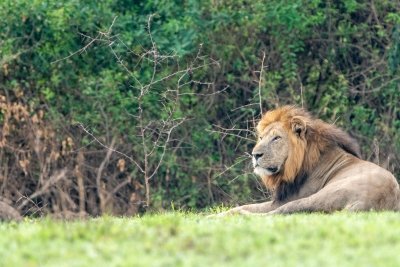 5 Days Rwanda Big Five Safari and Gorilla Trekking Adventure