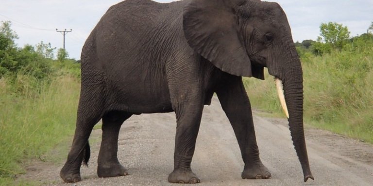 5 Days Rwanda Big Five Safari and Gorilla Trekking Adventure