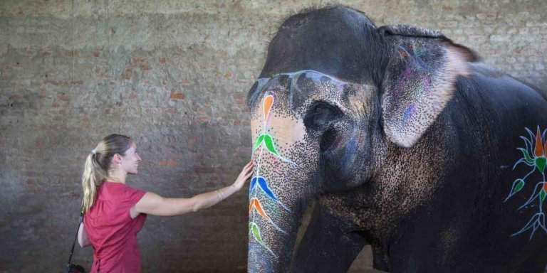 Private AGRA : Taj Mahal, Agra Fort & Elephant Conservation Tour