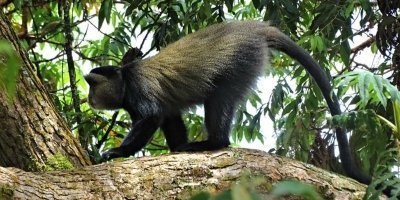 5 Days Rwanda Gorilla, Golden Monkey and Wildlife Safari