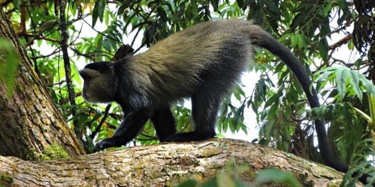 5 Days Rwanda Gorilla, Golden Monkey and Wildlife Safari