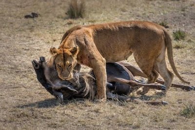 5 Days Rwanda Gorilla, Golden Monkey and Wildlife Safari