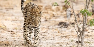 5 Days Murchison Falls Big Five Safari, Chimpanzee Tracking