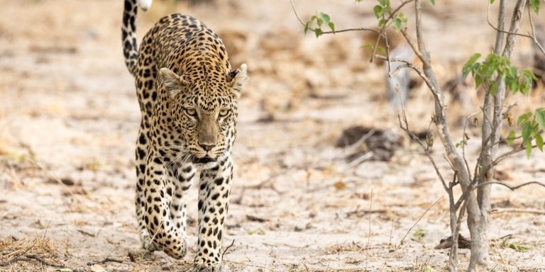 5 Days Murchison Falls Big Five Safari, Chimpanzee Tracking