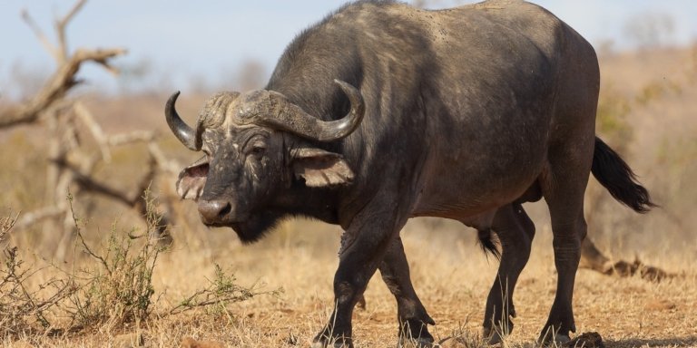 5 Days Uganda Gorilla Trekking & Queen Elizabeth Wildlife Safari