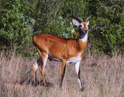 5 Days Uganda Honeymoon Safari