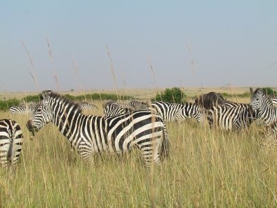 5 Days in Queen Elizabeth and Bwindi