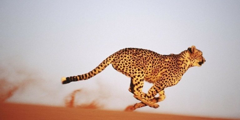 6-Day Uganda Photography Safari: Capturing the Pearl of Africa