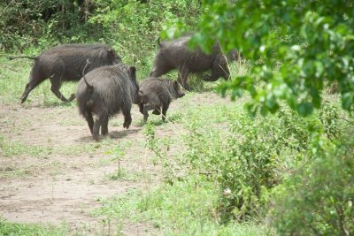 6 Days Bwindi Gorilla Trekking & Queen Elizabeth Wildlife safari