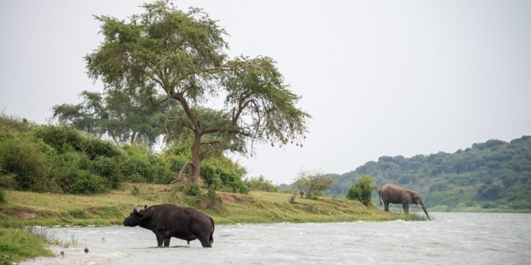 6 Days Bwindi Gorilla Trekking & Queen Elizabeth Wildlife safari