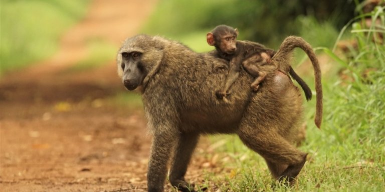 6: Day Uganda Gorilla, Chimpanzee & Wildlife Safari