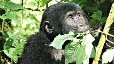 6: Day Uganda Gorilla, Chimpanzee & Wildlife Safari