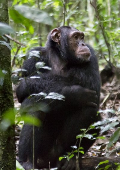 6-Day Uganda Gorilla Trekking and Wildlife Safari