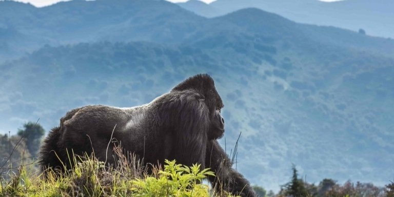 6 Days Rwanda and Uganda Double Gorilla Trekking Safari