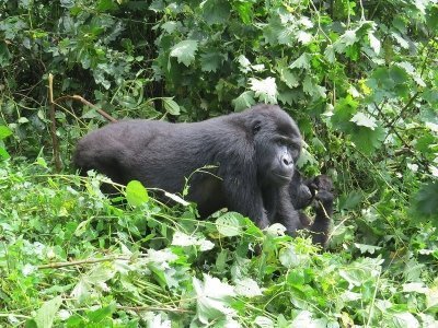 6 Days Rwanda and Uganda Double Gorilla Trekking Safari