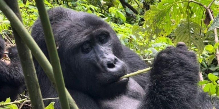 3 Days Gorillas & Lake Bunyonyi
