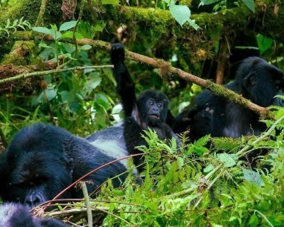 3 Days Gorillas & Lake Bunyonyi