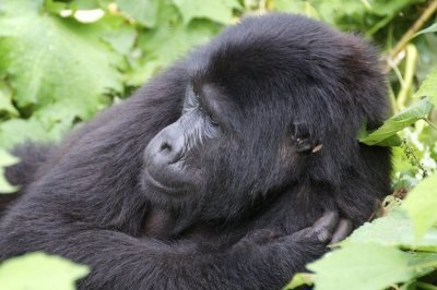 7-Day Uganda Gorilla Walking Safari