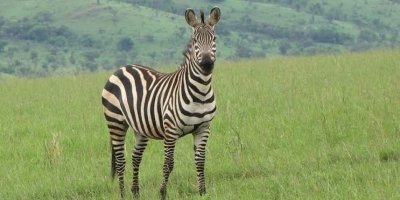 7-Day Uganda Gorilla Walking Safari
