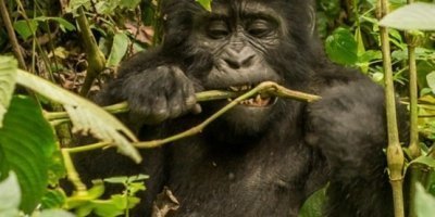 7-Day Luxury Honeymoon Safari in Uganda: Gorillas, Wildlife &