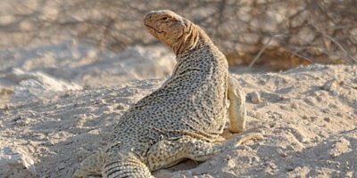 Multi-Day Tours & Cruises