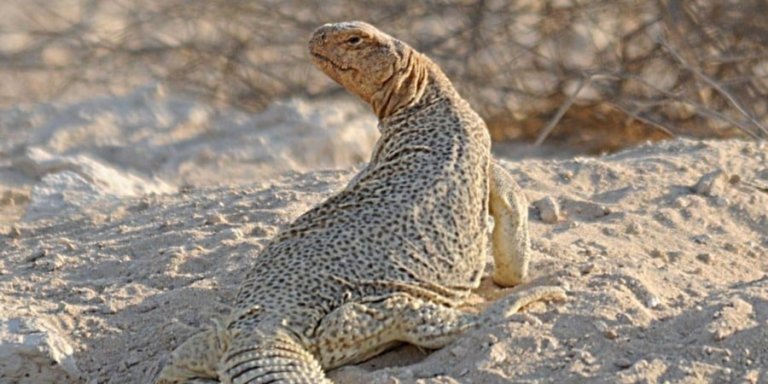 Bhuj to Narayan Sarovar & White Rann of Kutch