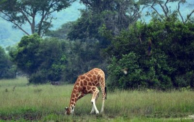 7-Day Mgahinga Gorilla, Golden Monkey & Volcano Hiking Safari