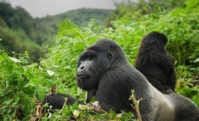 7-Day Amazing Big Five, Chimpanzee and Gorilla Trekking Safari