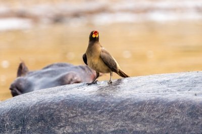 8-Day Uganda Fishing Safari Adventure