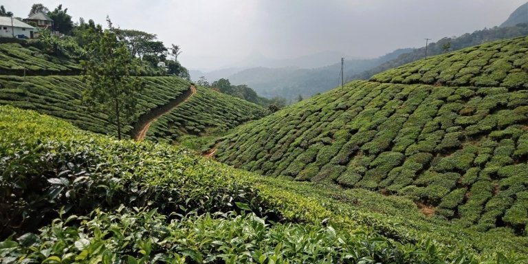 Cochin to Madurai Backwater, Tea Estate & Temple Tour