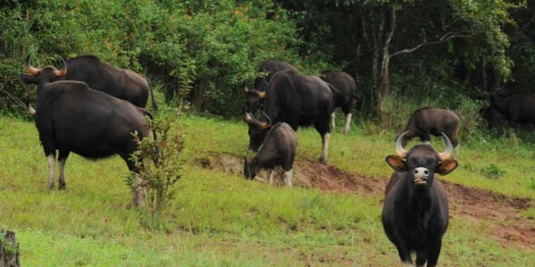 Cochin to Munnar, Thekkady & Alleppey Tour
