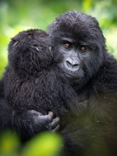 7-Day Gorillas, Wildlife, and Chimpanzee Trekking