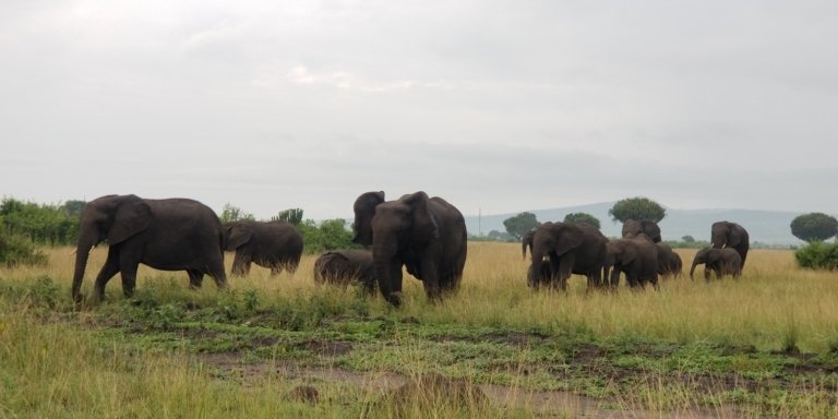 7-Day Gorillas, Wildlife, and Chimpanzee Trekking