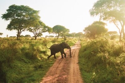 8-Day Chimps, Gorillas & Wildlife Safari in Uganda