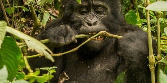 8-Day Chimps, Gorillas & Wildlife Safari in Uganda