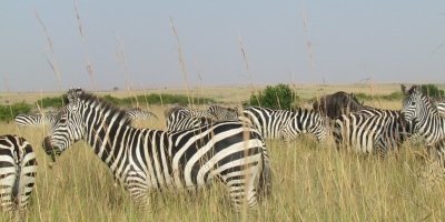 9-Day Uganda Safari – Explore Uganda’s Best National Parks