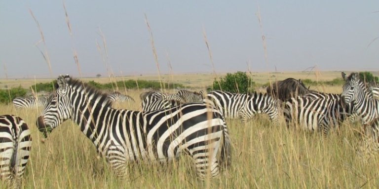 9-Day Uganda Safari – Explore Uganda’s Best National Parks