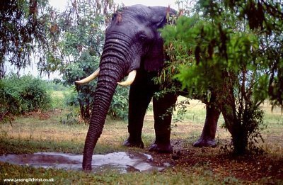 9-Day Uganda Safari – Explore Uganda’s Best National Parks
