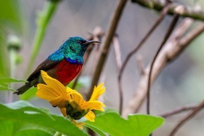 9-Day Best of Uganda Safari with Gorilla Trekking