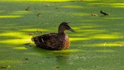 10-Day Uganda Photo Safari – Capture the Pearl of Africa