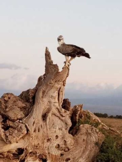 Full Day Shimba Hills